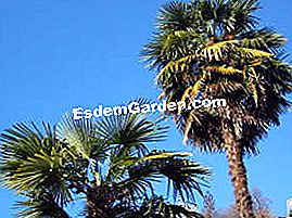 Trachycarpus, palmas que resisten el frío