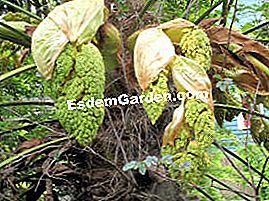 Trachycarpus, palmas que resisten el frío - (palma) Flores de Trachycarpus