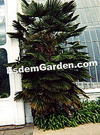 Trachycarpus, palmas que resisten el frío - (frío) Trachycarpus wagnerianus