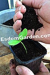 Pemindahan baldi - (baldi) Baldi transplanting dengan tanah potting yang baik