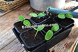 Pemindahan baldi - (dengan) Penyiraman baldi