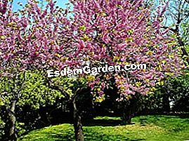 Albero di Giuda - (giuda) Albero di Giuda: fiori