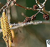 Pokok-pokok kucing: rasa musim bunga! - (pokok-pokok) Alder - Chestnut
