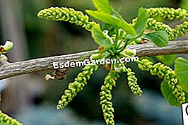 Pokok-pokok kucing: rasa musim bunga! - (kucing) Ginkgo biloba - tongkat
