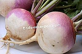 Turnip: însămânțare, creștere și recoltare