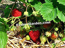 Usa la paglia nel giardino - (essere) Pacciamatura di fragole