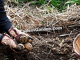 Usa la paglia nel giardino - (terreno) patate coltivate sotto la paglia