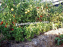 Usa la paglia nel giardino - (essere) Cultura su balle di paglia