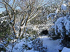 Usa la paglia nel giardino - (paglia) Giardino d'inverno