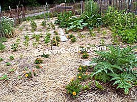 Usa la paglia nel giardino - (essere) Pacciamatura del terreno nell'orto