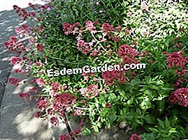Valerian - (musim) Centranthus ruber
