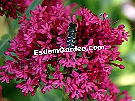 Valerian - (musim) Centranthus ruber 'coccineus'