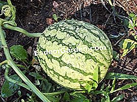 Görögdinnye: vetés, termesztés és betakarítás - termesztés Citrullus lanatus