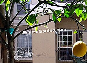Welcher Obstbaum Für Ihren Balkon? 🌿 Alles Über Gartenarbeit Und