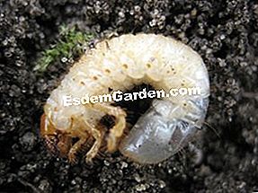 Viermea albă sau larva din iunie