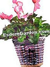 I tuoi fiori dopo le vacanze - (acqua) ciclamino nel suo vaso