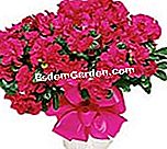 I tuoi fiori dopo le vacanze - (fiori) azalea di fiorista in vaso