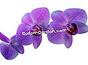 I tuoi fiori dopo le vacanze - (acqua) phalaenopsis