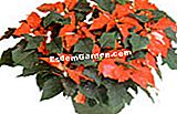 I tuoi fiori dopo le vacanze - (anche) poinsettia