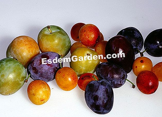 Los beneficios de las ciruelas - (fruta) ciruelas