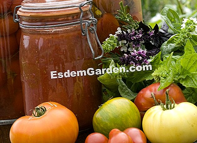 Kochen Sie lokale und saisonale Produkte - (Frucht) Tomaten in Dosen aus dem Garten