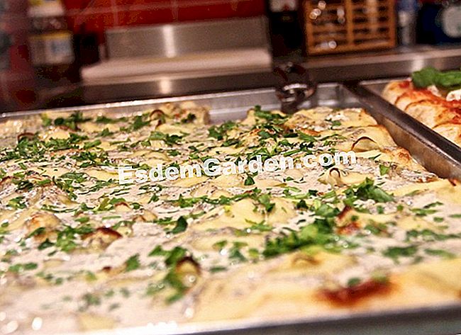 Idea untuk resipi dan persatuan untuk pizza - (resipi) Bagi pencinta truffle, pizza krim truffle dan kentang akan mengejutkan anda