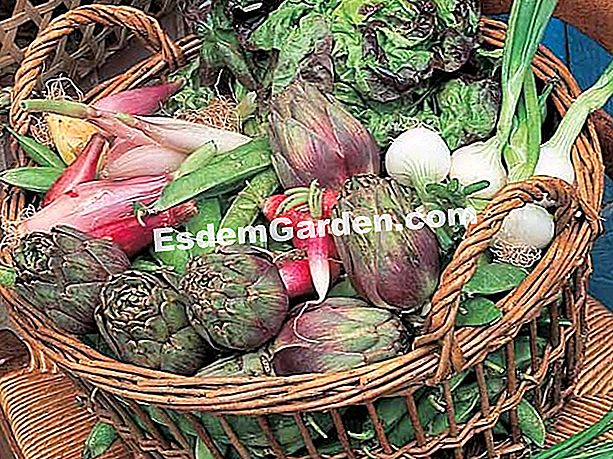 Piccoli carciofi viola a molla - (molto) Tutto sui carciofi pepati - F. Marre - EsdemGarden