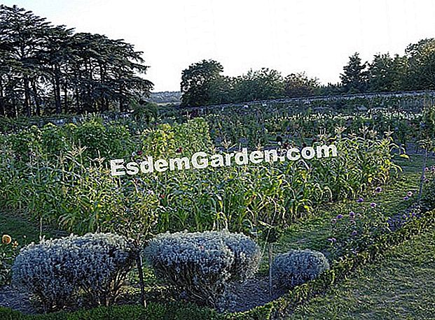 La Bourdaisière: roșii, dalii și plante medicinale - (plante) Gradina legendara a castelului din Bourdaisière