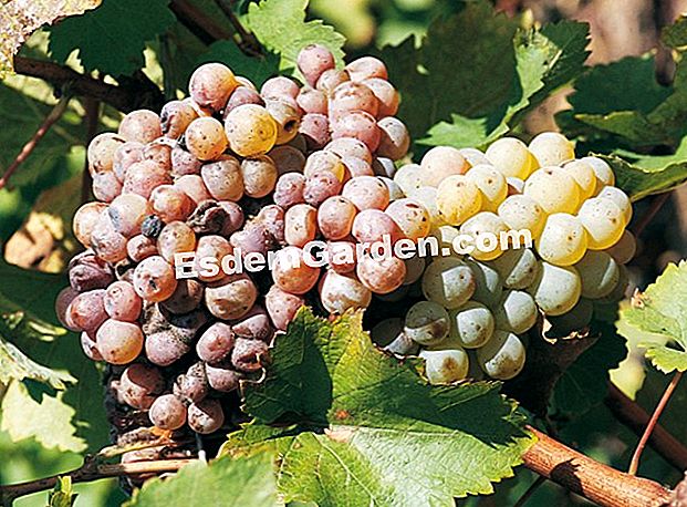 Chenin