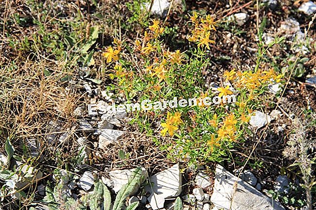 Descubre la flora en el bosque de Thorenc (06) - (descubre) Hierba de San Juan