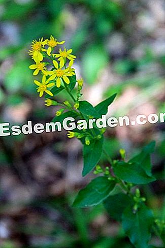 Descubre la flora en el bosque de Thorenc (06) - (thorenc) solidago