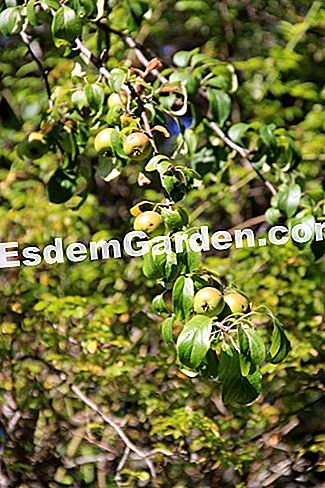 Descubre la flora en el bosque de Thorenc (06) - (bosque) Manzano silvestre