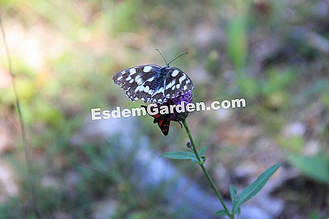 Descubre la flora en el bosque de Thorenc (06) - (flora) mariposa y zygène