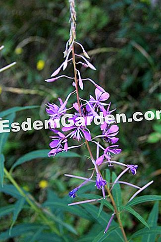 Descubre la flora en el bosque de Thorenc (06) - (bosque) fireweed