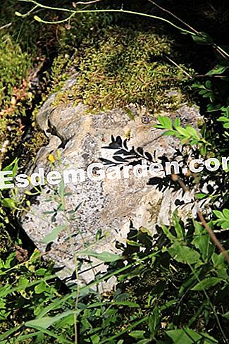 Descubre la flora en el bosque de Thorenc (06) - (thorenc) roca y musgo