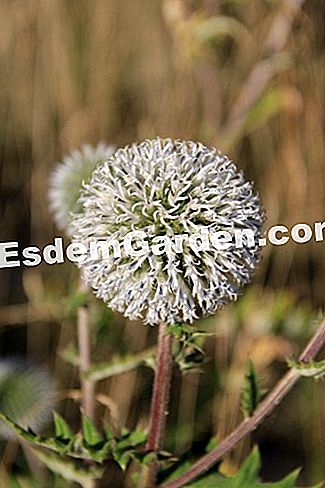 Descubre la flora en el bosque de Thorenc (06) - (para) blanco echinops