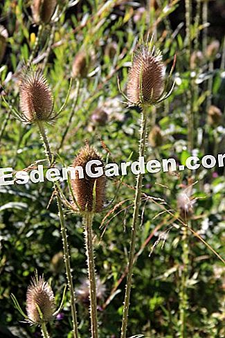 Descubre la flora en el bosque de Thorenc (06) - (abetos) cardo salvaje
