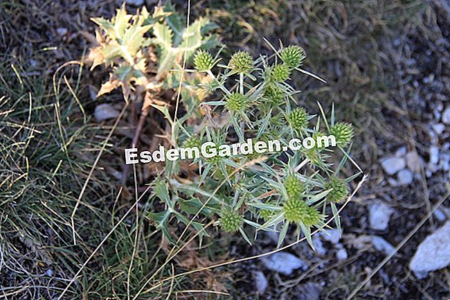 Descubre la flora en el bosque de Thorenc (06) - (thorenc) panicaut rural