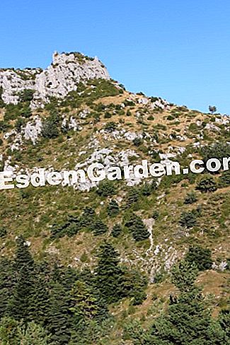 Descubre la flora en el bosque de Thorenc (06) - (abetos) castellaras de Thorenc