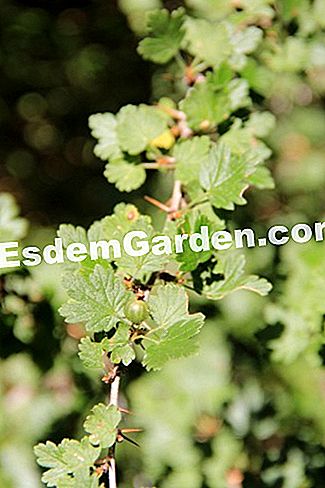 Descubre la flora en el bosque de Thorenc (06) - (para) grosella espinosa