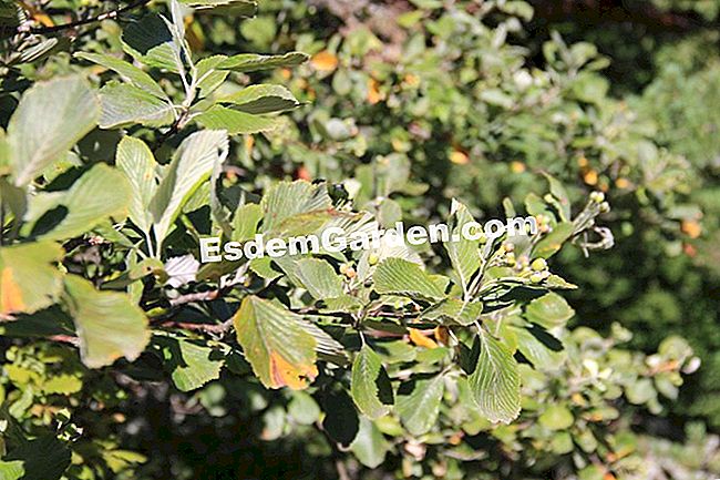 Descubre la flora en el bosque de Thorenc (06) - (abetos) abedul blanco