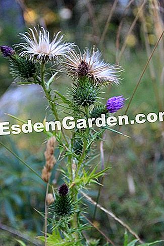 Descubre la flora en el bosque de Thorenc (06) - (para) acaule