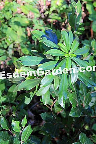 Descubre la flora en el bosque de Thorenc (06) - (descubre) daphne laureate