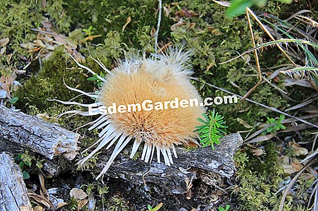 Descubre la flora en el bosque de Thorenc (06) - (para) carline