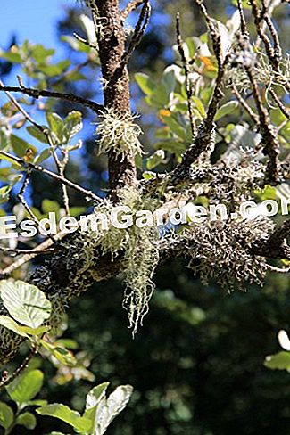 Descubre la flora en el bosque de Thorenc (06) - (descubre) liquen