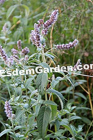 Descubre la flora en el bosque de Thorenc (06) - (thorenc) Wild Mint