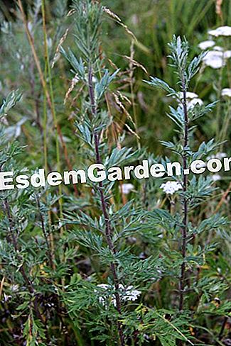 Descubre la flora en el bosque de Thorenc (06) - (abetos) ajenjo