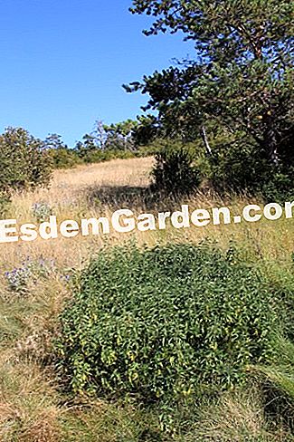 Descubre la flora en el bosque de Thorenc (06) - (bosque) ortiga