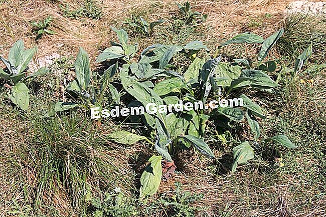 Descubre la flora en el bosque de Thorenc (06) - (para) alazán salvaje