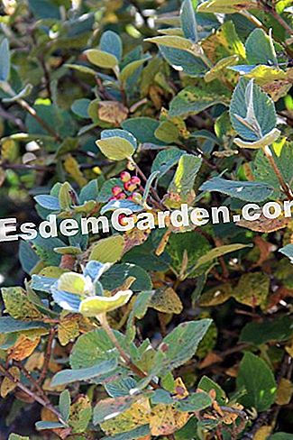 Descubre la flora en el bosque de Thorenc (06) - (para) Viburnum de Lantane